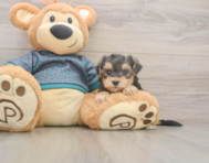 8 week old Yorkie Poo Puppy For Sale - Pilesgrove Pups