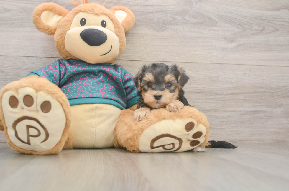 6 week old Yorkie Poo Puppy For Sale - Pilesgrove Pups