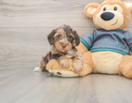 6 week old Yorkie Poo Puppy For Sale - Pilesgrove Pups