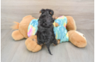 Yorkie Poo Puppy for Adoption