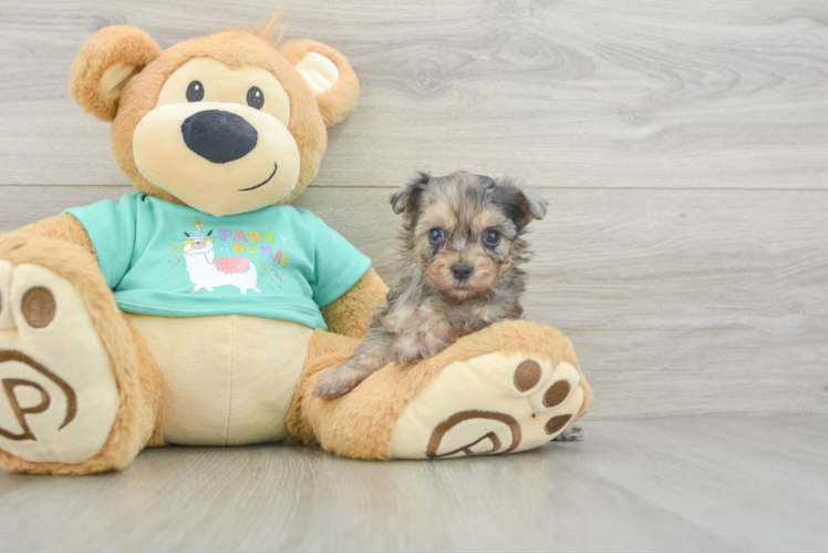 Best Yorkie Poo Baby