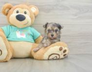 7 week old Yorkie Poo Puppy For Sale - Pilesgrove Pups