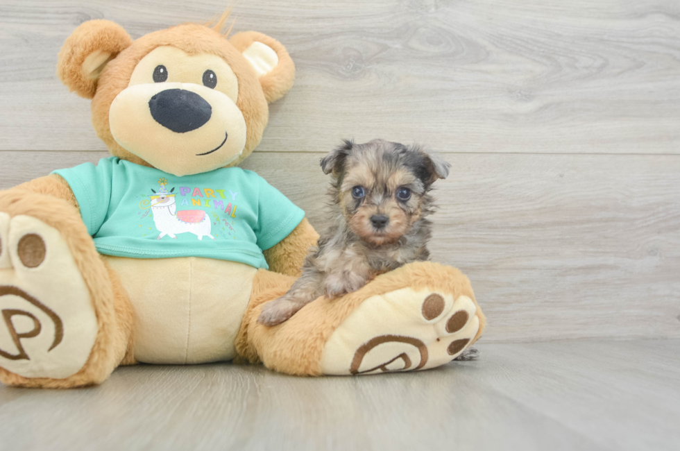 5 week old Yorkie Poo Puppy For Sale - Pilesgrove Pups