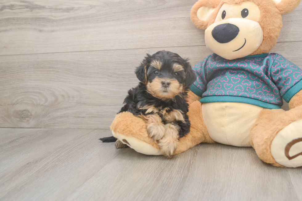 Yorkie Poo Puppy for Adoption