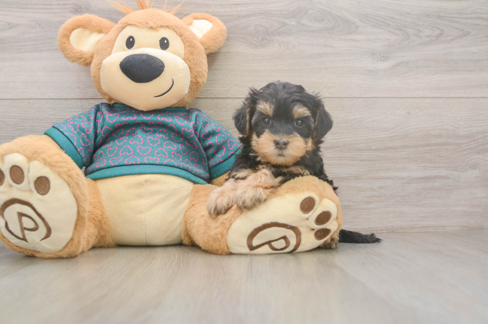 6 week old Yorkie Poo Puppy For Sale - Pilesgrove Pups