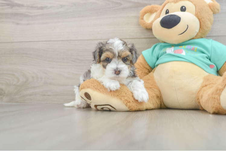 Sweet Yorkie Poo Baby