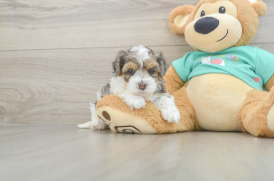 Sweet Yorkie Poo Baby