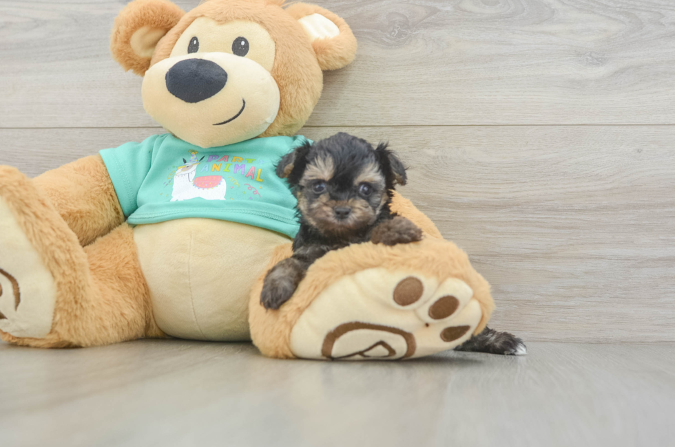 5 week old Yorkie Poo Puppy For Sale - Pilesgrove Pups