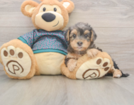 7 week old Yorkie Poo Puppy For Sale - Pilesgrove Pups