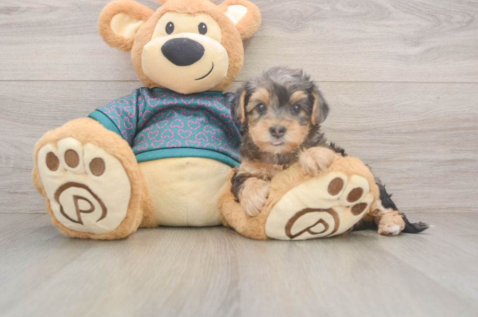 6 week old Yorkie Poo Puppy For Sale - Pilesgrove Pups