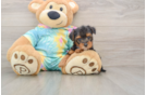 Best Yorkie Poo Baby