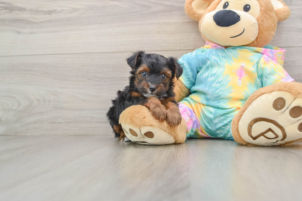 Sweet Yorkie Poo Baby
