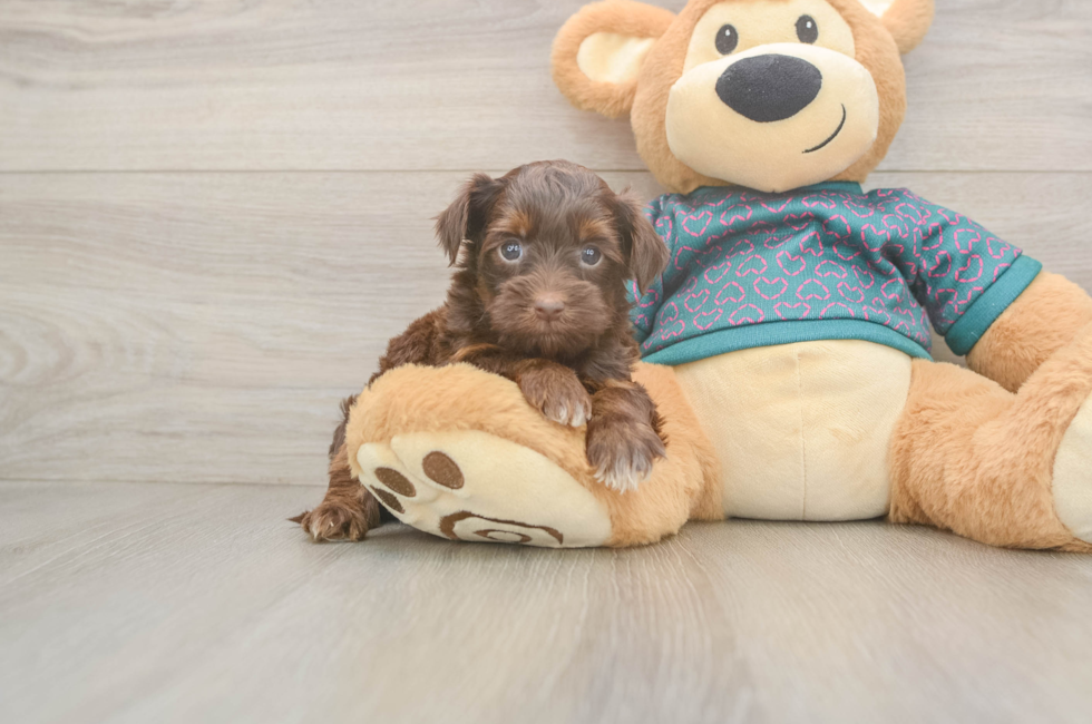 5 week old Yorkie Poo Puppy For Sale - Pilesgrove Pups