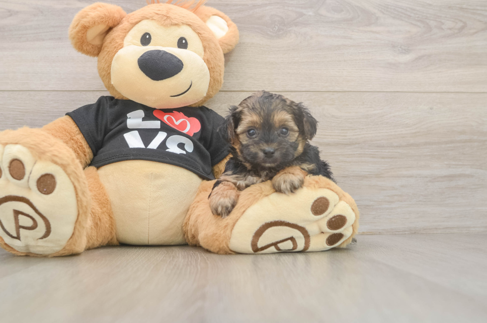 5 week old Yorkie Poo Puppy For Sale - Pilesgrove Pups