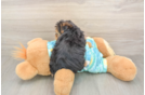 Yorkie Poo Puppy for Adoption