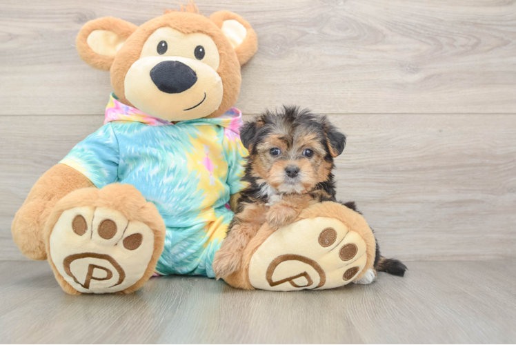 Yorkie Poo Pup Being Cute