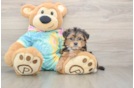 Yorkie Poo Pup Being Cute