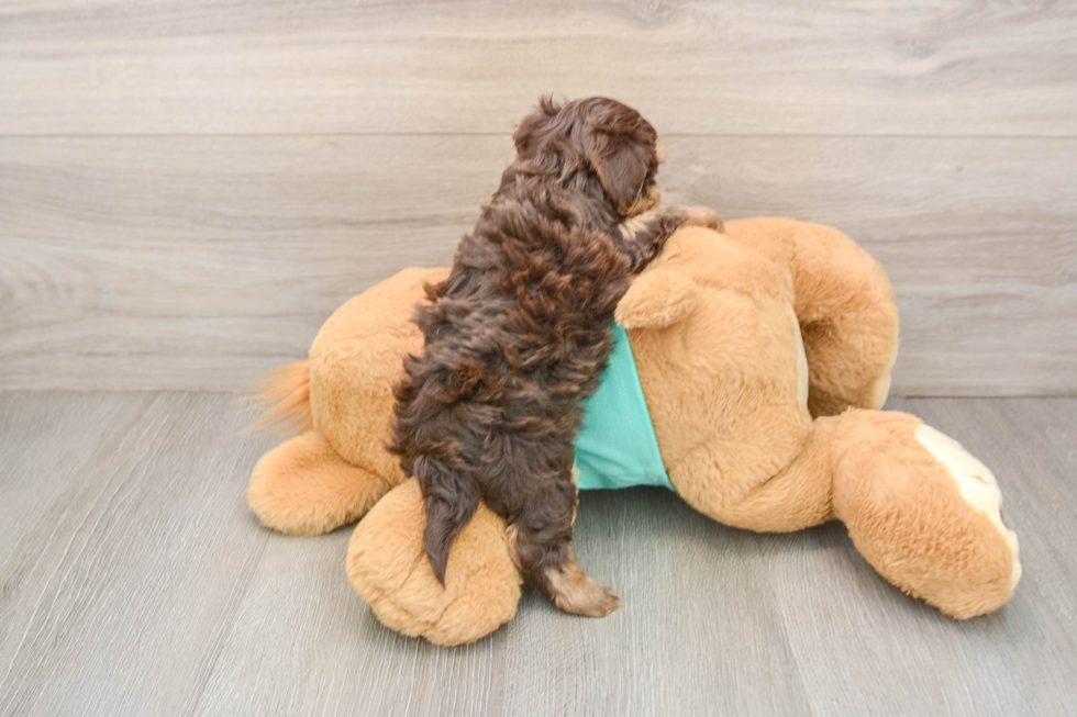 Petite Yorkie Poo Poodle Mix Pup