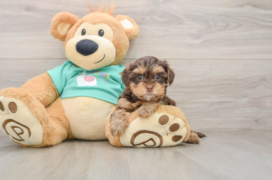 Adorable Yorkiedoodle Poodle Mix Puppy