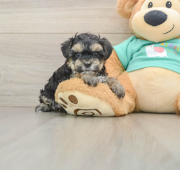 9 week old Yorkie Poo Puppy For Sale - Pilesgrove Pups