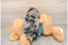 Friendly Yorkie Poo Baby