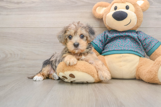 Yorkie Poo Pup Being Cute
