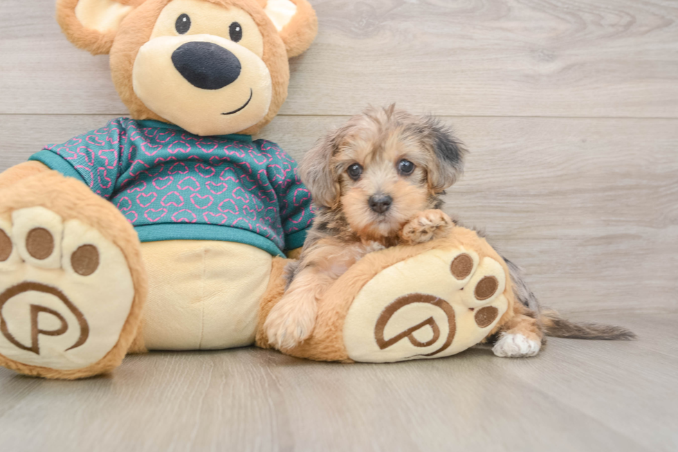 Yorkie Poo Pup Being Cute
