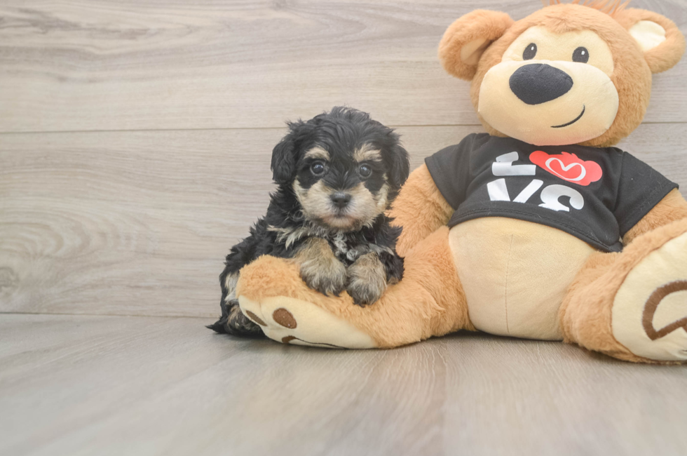 5 week old Yorkie Poo Puppy For Sale - Pilesgrove Pups