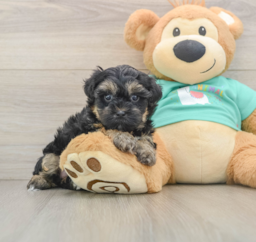 9 week old Yorkie Poo Puppy For Sale - Pilesgrove Pups
