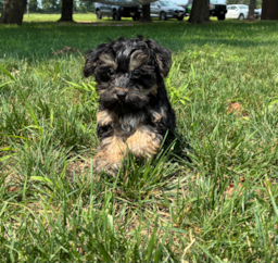 10 week old Yorkie Poo Puppy For Sale - Pilesgrove Pups