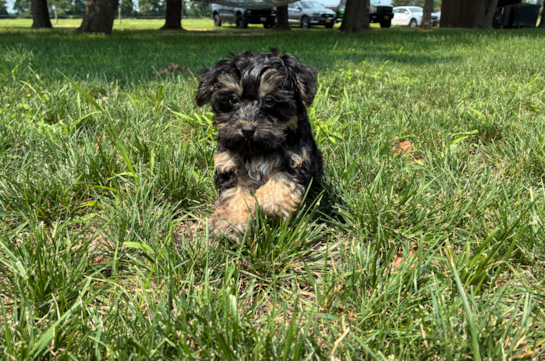 Yorkie Poo Pup Being Cute
