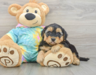 7 week old Yorkie Poo Puppy For Sale - Pilesgrove Pups