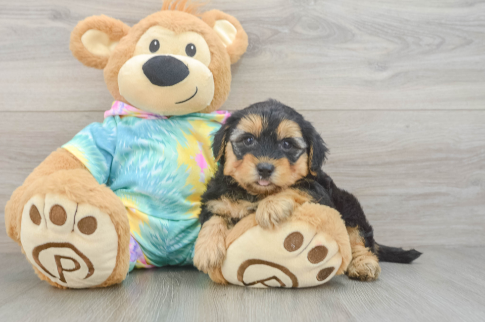 5 week old Yorkie Poo Puppy For Sale - Pilesgrove Pups