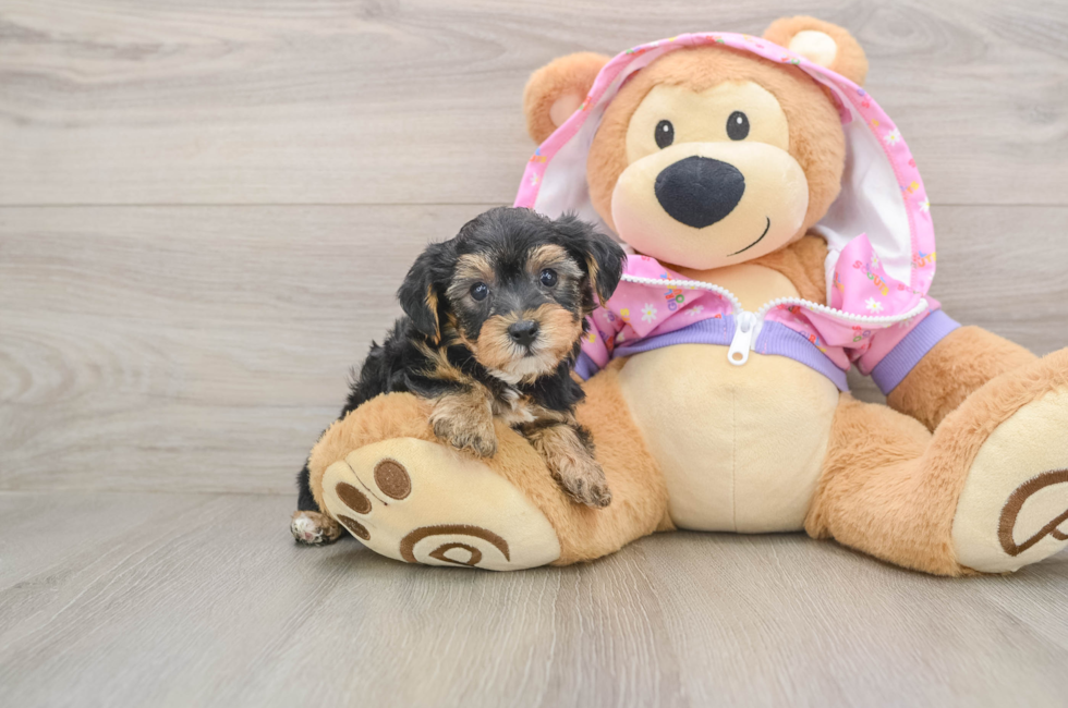 5 week old Yorkie Poo Puppy For Sale - Pilesgrove Pups