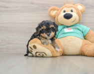 8 week old Yorkie Poo Puppy For Sale - Pilesgrove Pups