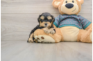 Best Yorkie Poo Baby