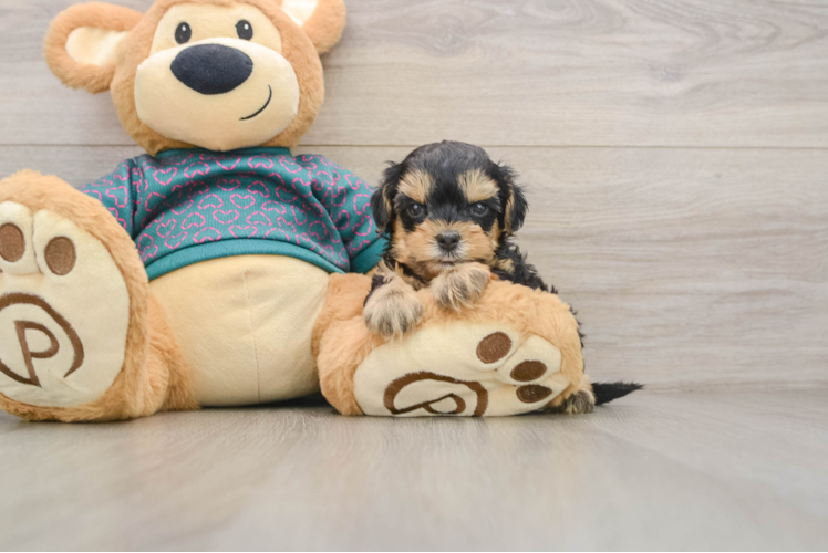Cute Yorkie Poo Baby