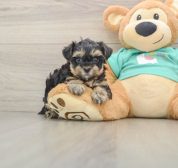 8 week old Yorkie Poo Puppy For Sale - Pilesgrove Pups