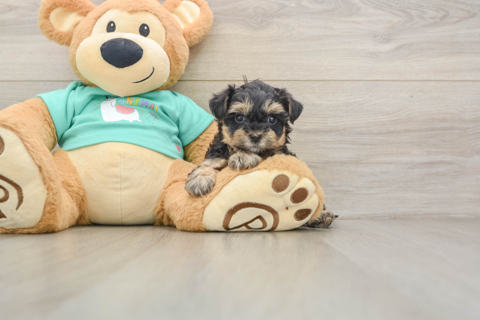 Yorkie Poo Puppy for Adoption