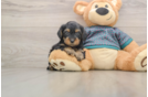 Small Yorkie Poo Baby