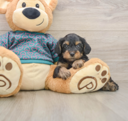 7 week old Yorkie Poo Puppy For Sale - Pilesgrove Pups