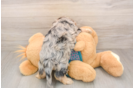 Popular Yorkie Poo Poodle Mix Pup
