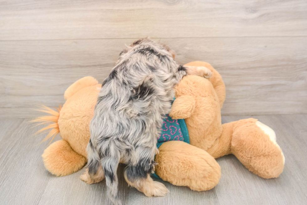 Popular Yorkie Poo Poodle Mix Pup