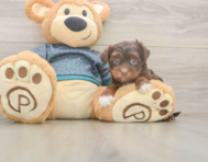 9 week old Yorkie Poo Puppy For Sale - Pilesgrove Pups