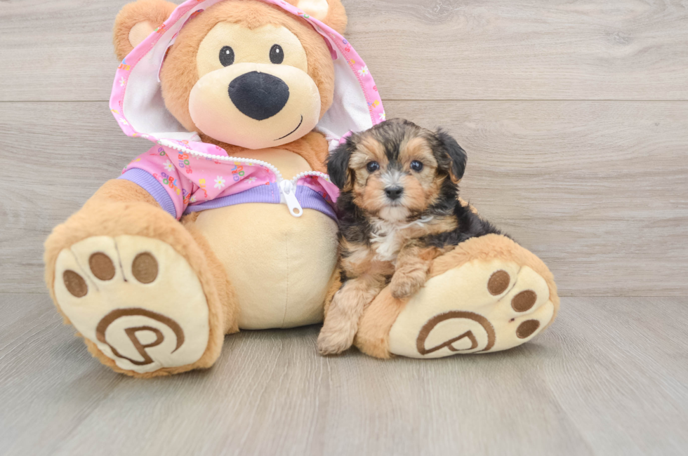 5 week old Yorkie Poo Puppy For Sale - Pilesgrove Pups