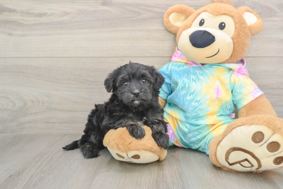 Yorkie Poo Pup Being Cute