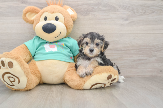 Yorkie Poo Pup Being Cute