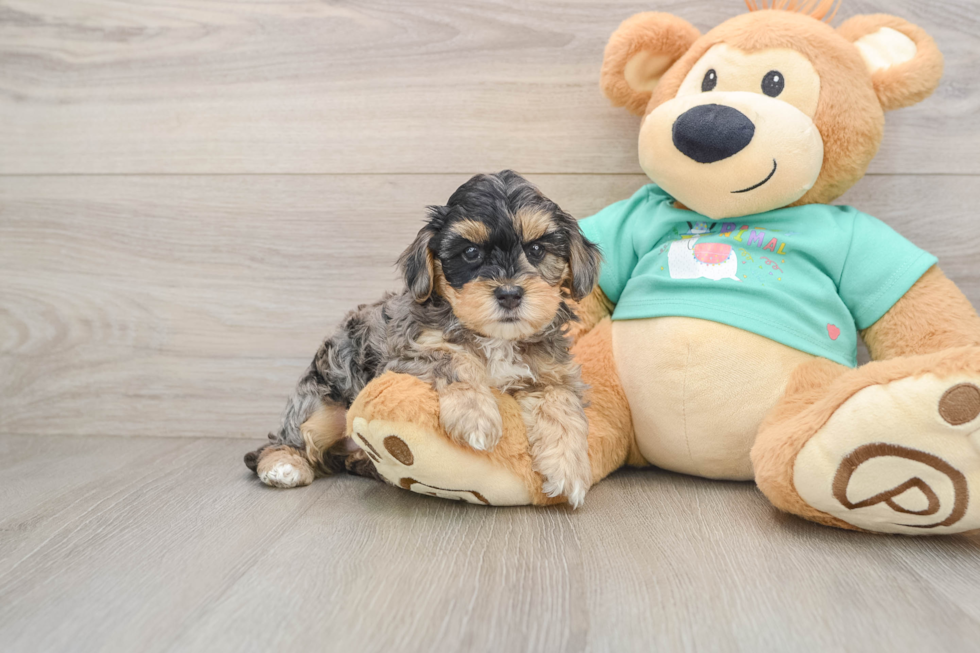 Popular Yorkie Poo Poodle Mix Pup