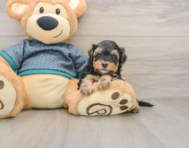 8 week old Yorkie Poo Puppy For Sale - Pilesgrove Pups