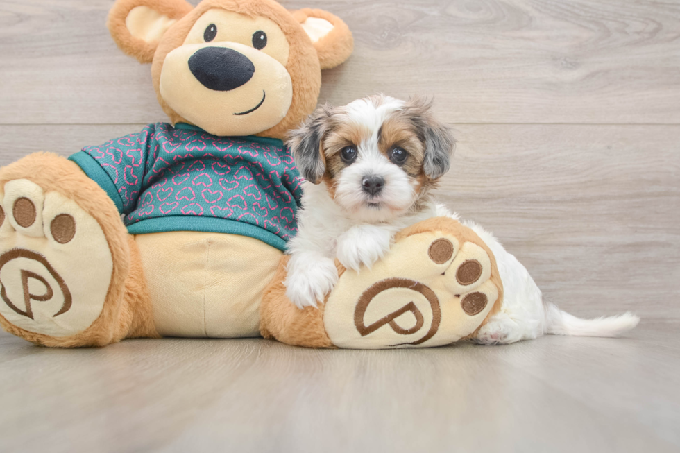 Hypoallergenic Yorkie Doodle Poodle Mix Puppy